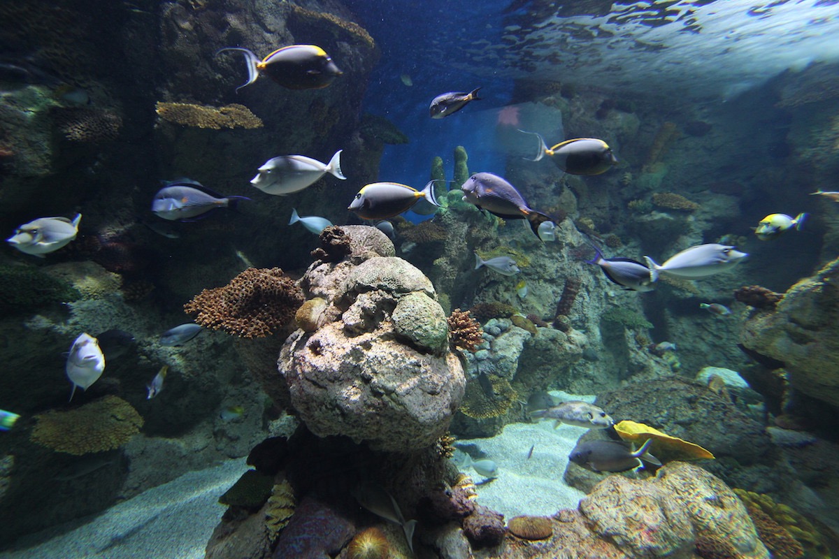 Аквариум Факих в Джидде