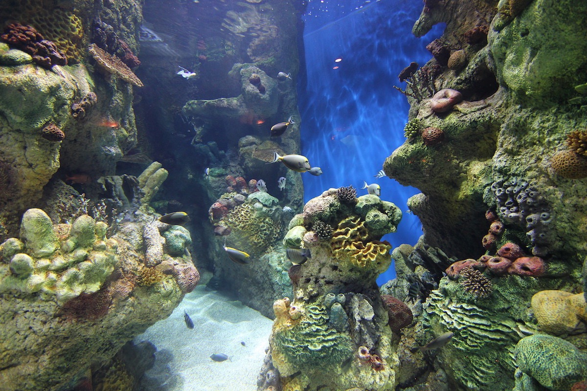 Аквариум Факих в Джидде