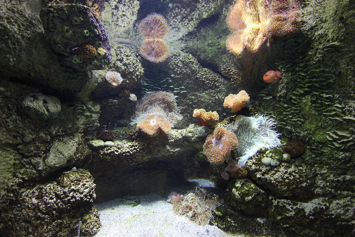 Аквариум Факих в Джидде