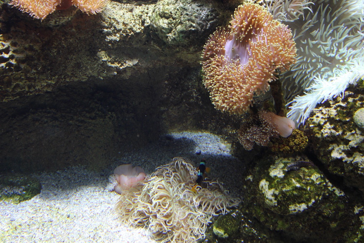 Аквариум Факих в Джидде