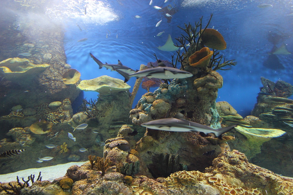 Аквариум Факих в Джидде