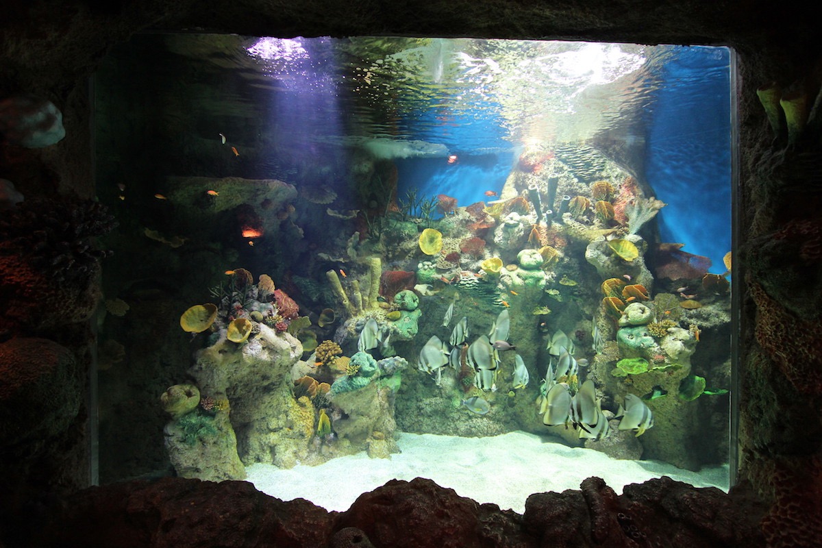 Аквариум Факих в Джидде