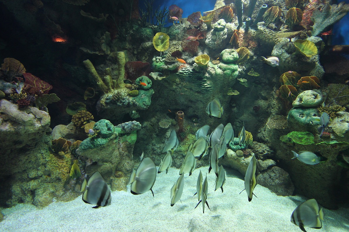 Аквариум Факих в Джидде