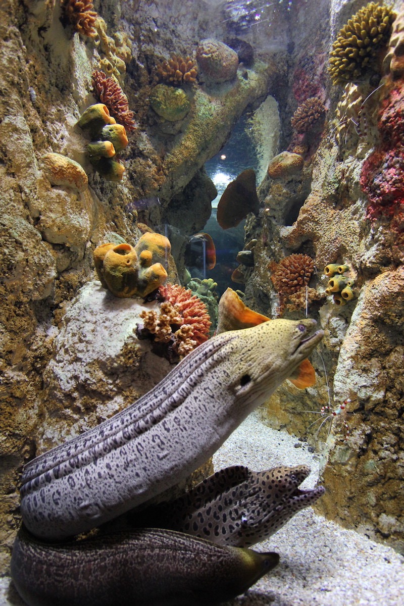 Аквариум Факих в Джидде