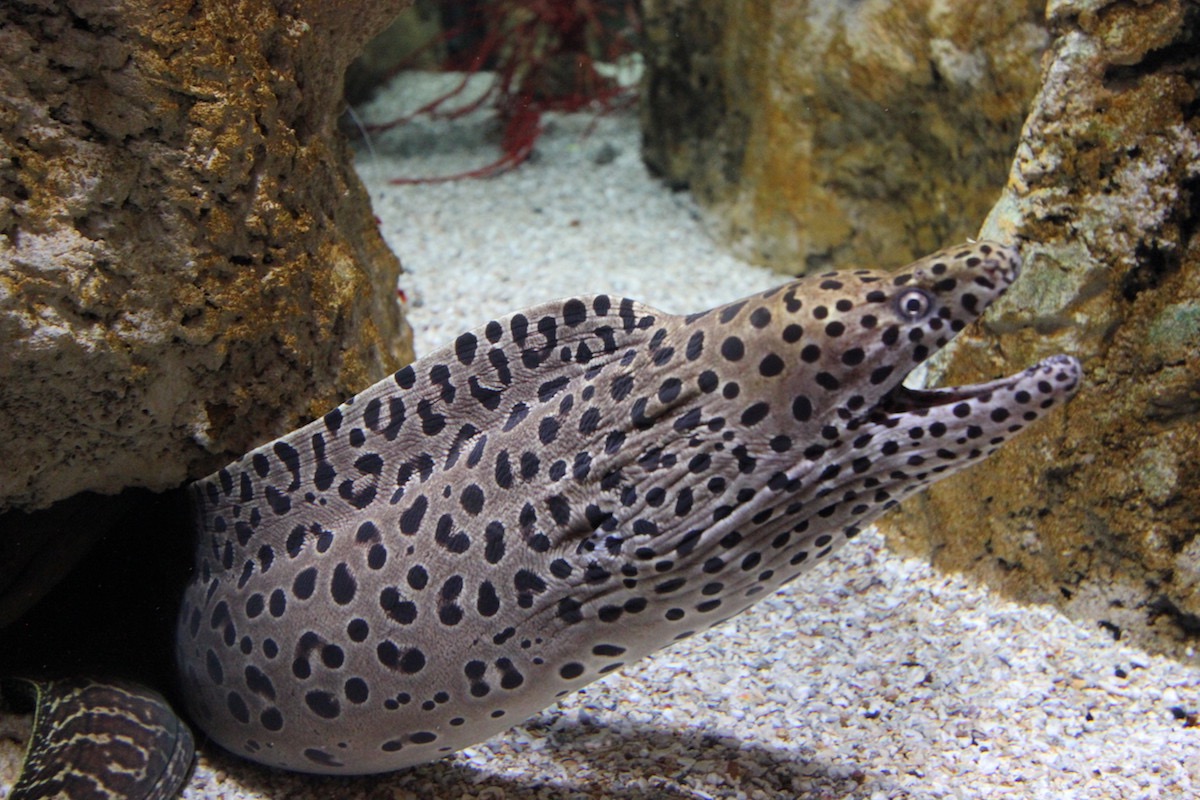 Аквариум Факих в Джидде