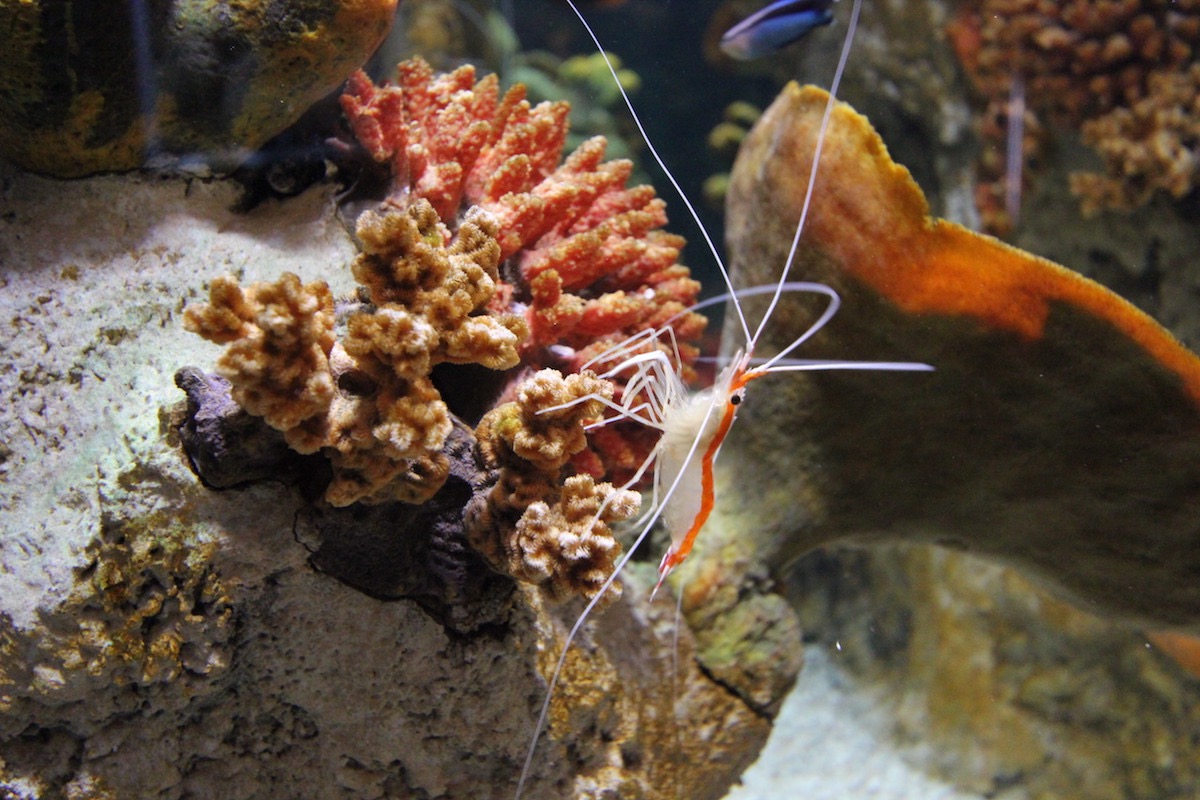 Аквариум Факих в Джидде