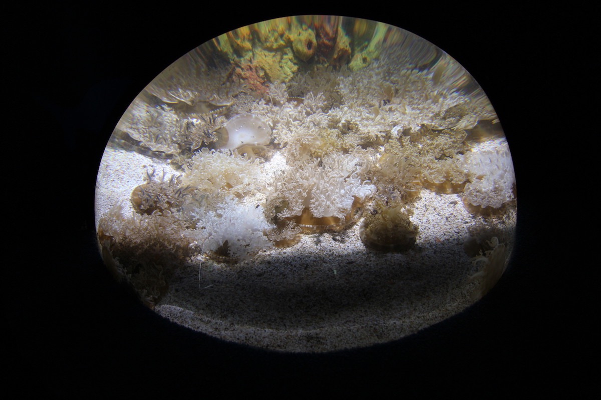 Аквариум Факих в Джидде