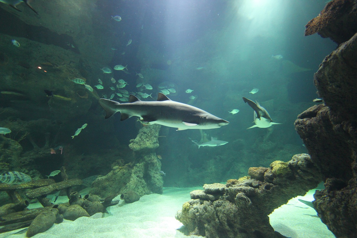 Аквариум Факих в Джидде