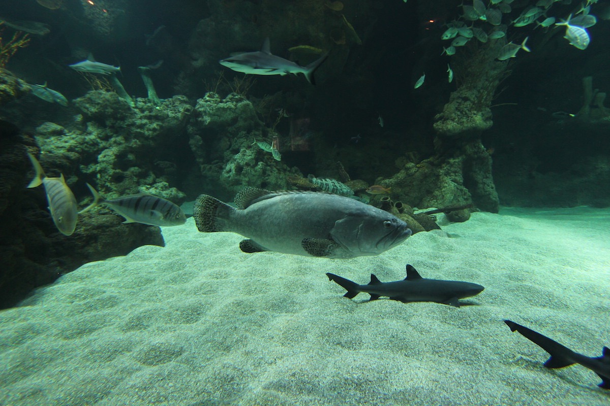 Аквариум Факих в Джидде