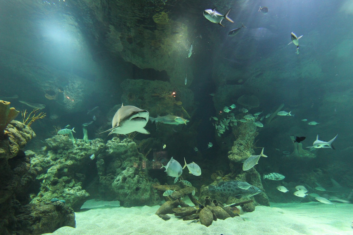 Аквариум Факих в Джидде