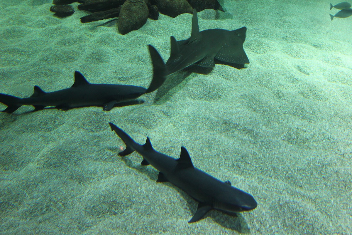 Аквариум Факих в Джидде