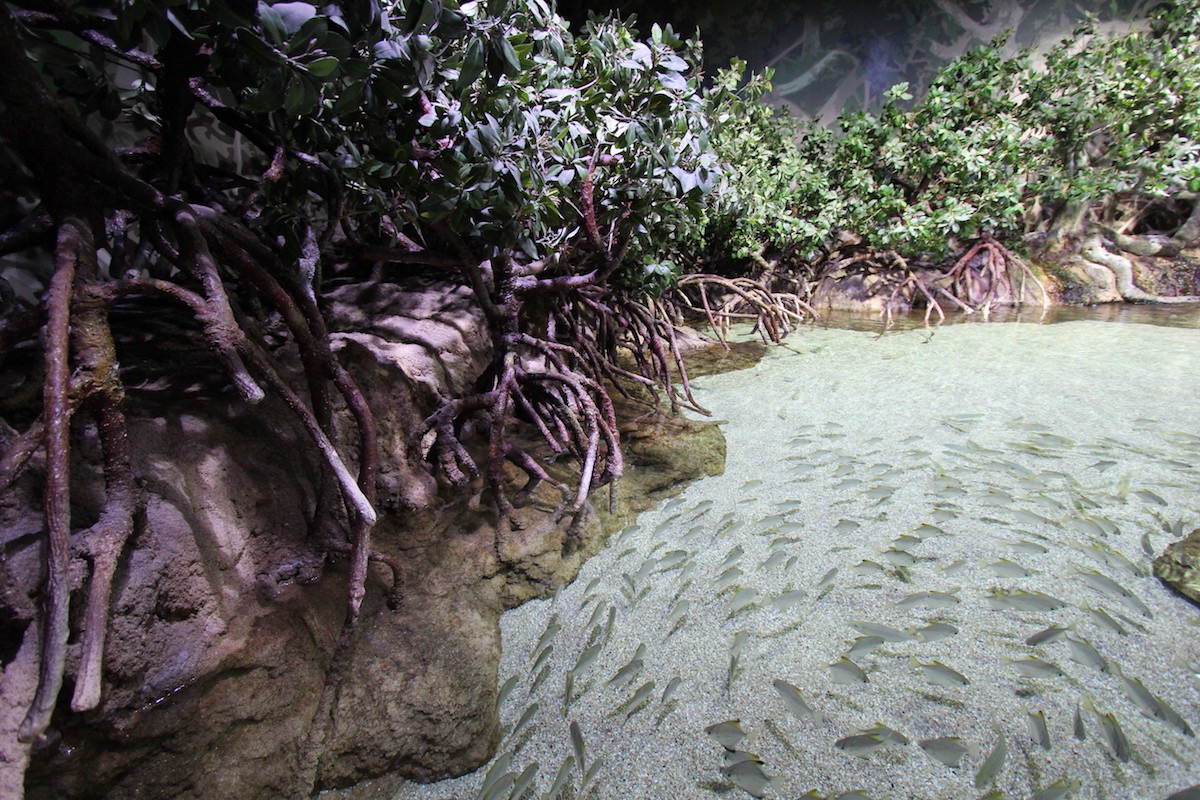 Аквариум Факих в Джидде