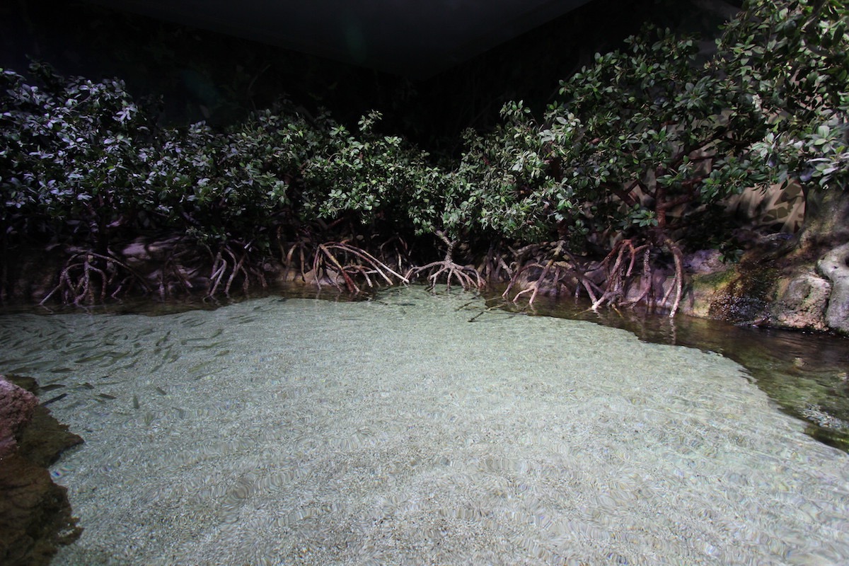 Аквариум Факих в Джидде