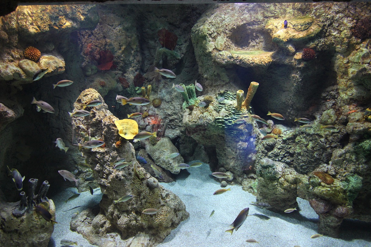 Аквариум Факих в Джидде