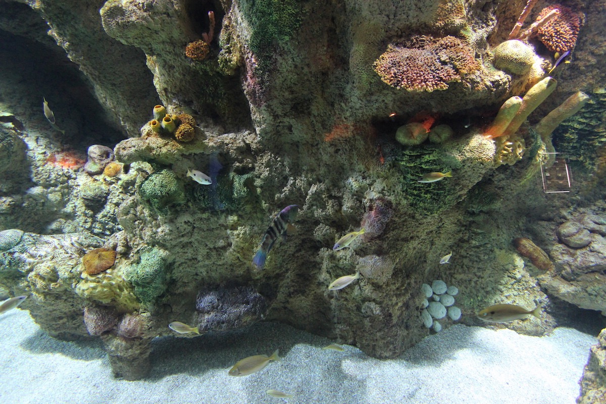 Аквариум Факих в Джидде