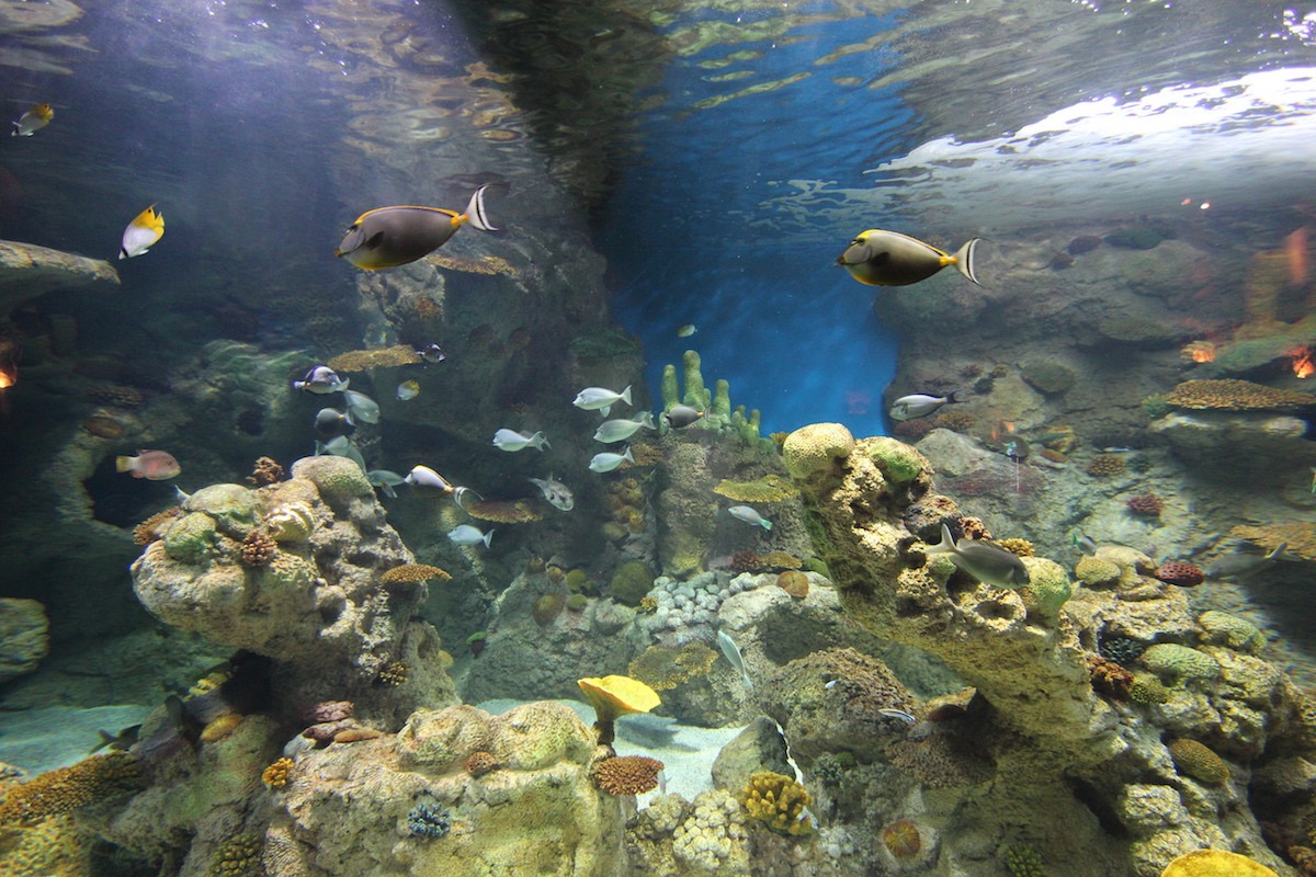 Аквариум Факих в Джидде