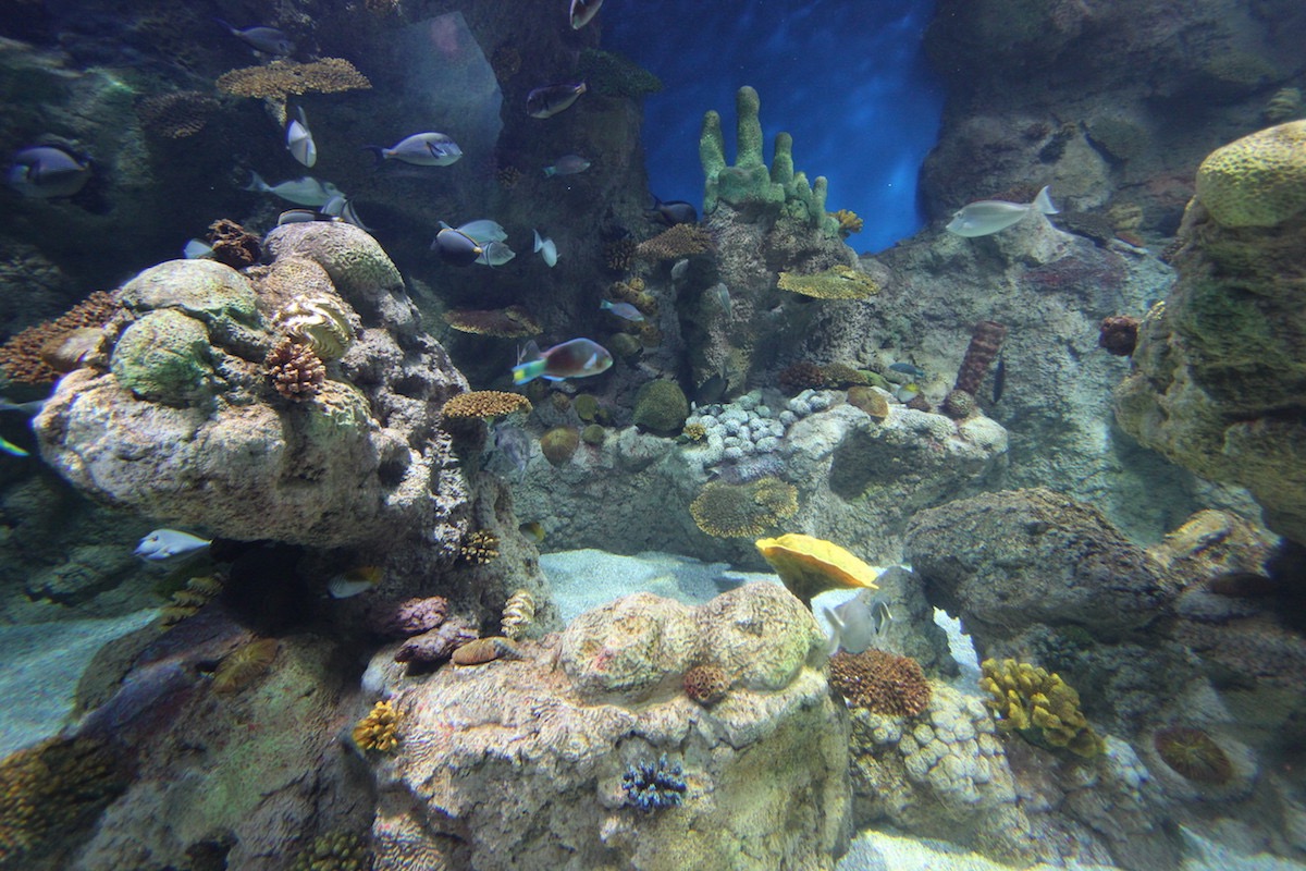 Аквариум Факих в Джидде