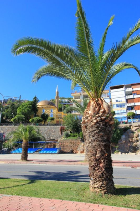 Вид на мечеть Хамдуллаха Эмин-паши