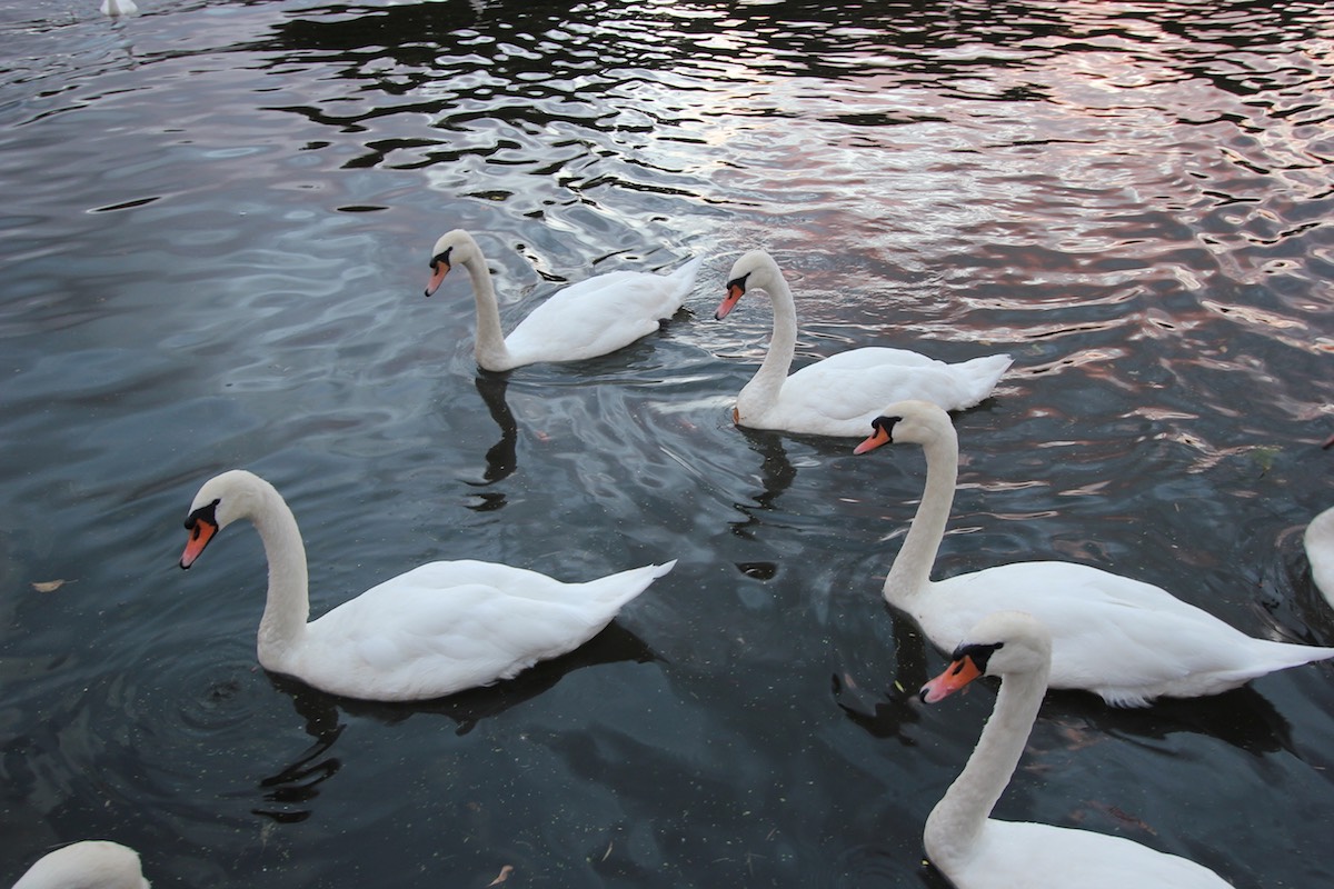 img 5 20181029 1722805853