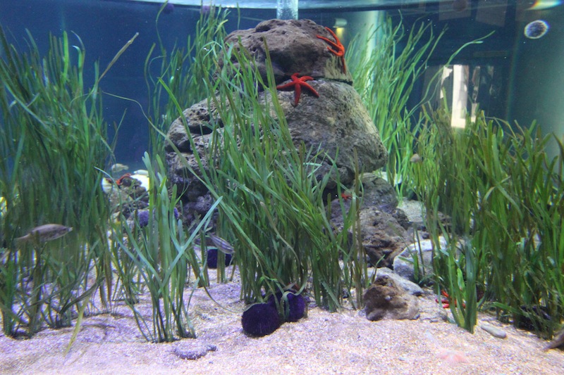 Океанографик в Валенсии