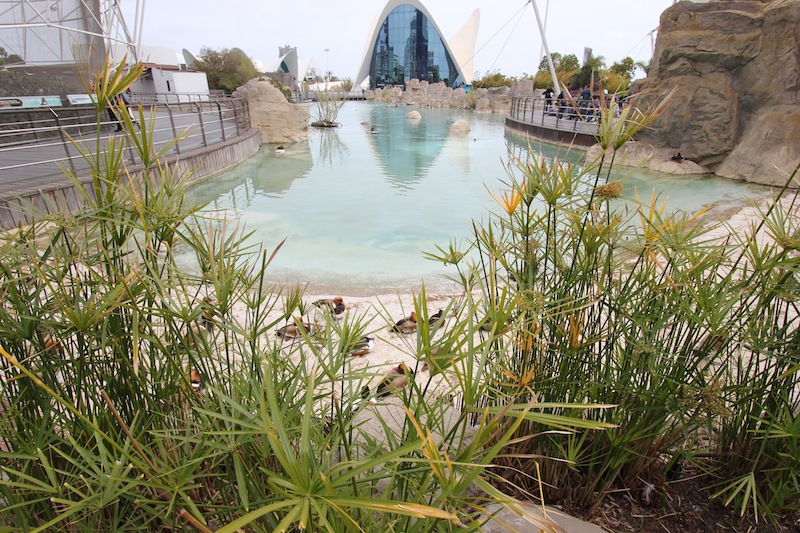 Океанографик в Валенсии