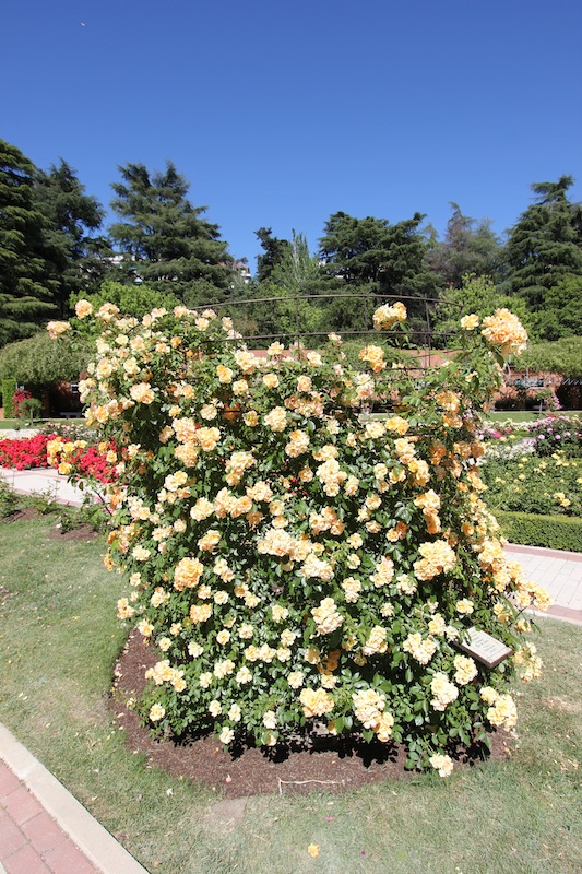 Розарий в Западном парке