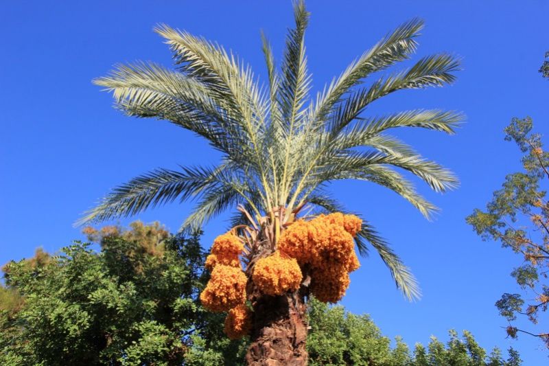 В парке Абдуррахмана Алааддиноглу