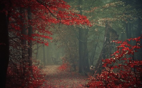 Эльмир Кулиев. О пожирающих отравленную плоть